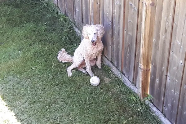 Lily's Doggy Daycare