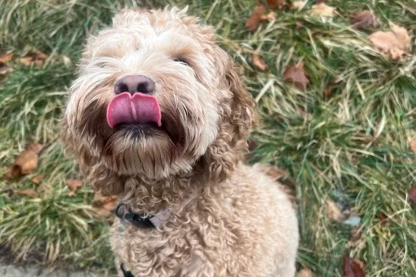 MindfulPaws Dog Training