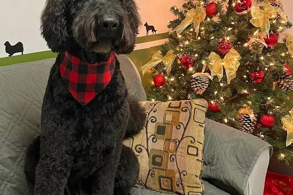 There and Bark Again Pet Grooming Inc.