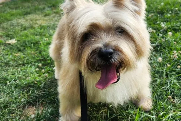PetAgree Professional Grooming