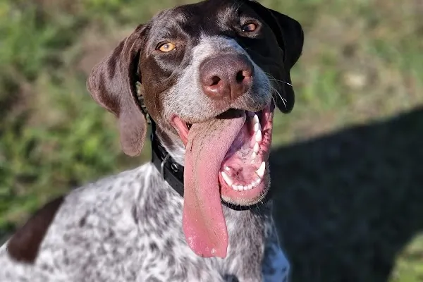Wilde K9