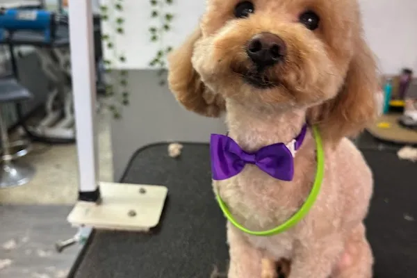 PetLuv Grooming Services