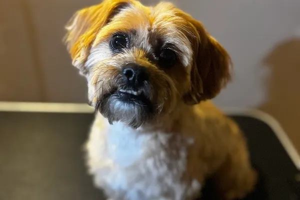 Happy Tails Grooming