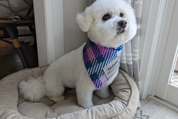 PetSmart Grooming