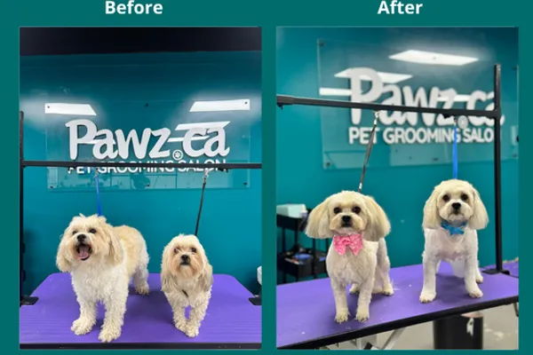 Pawz Pet Grooming Kitchener Waterloo Cambridge