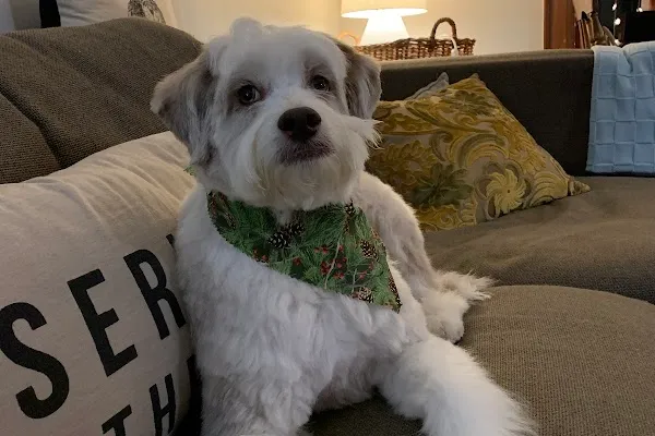 Tails Up Dog Grooming Ltd