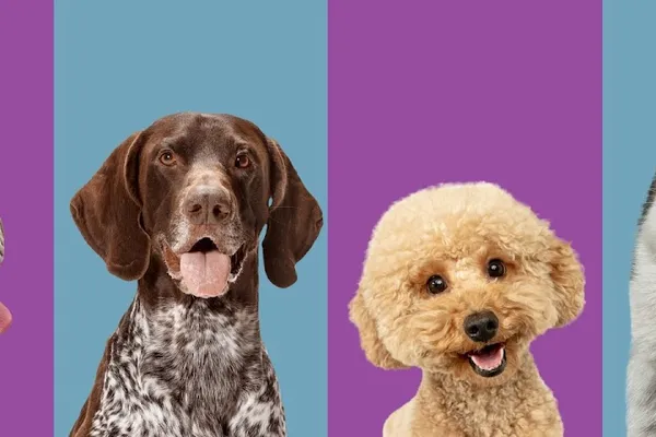 3 Dog Whisperers
