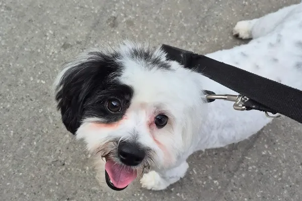 My Dog Spot Pet Grooming Inc.