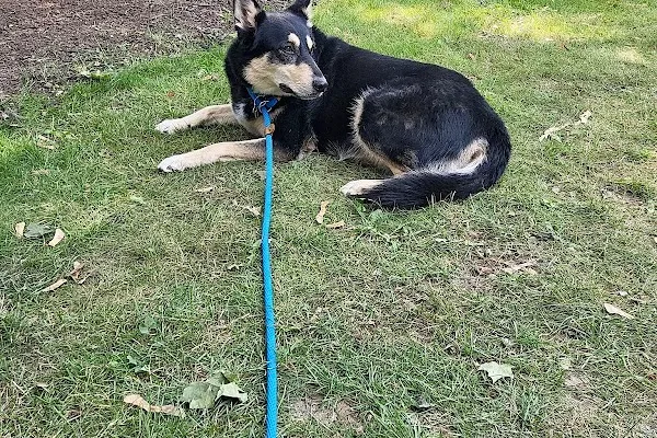 Einstein K9