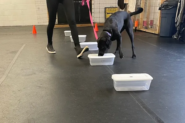 Flashy Paws Canine Training Co.
