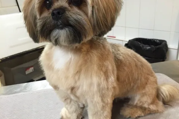 The Pooch Parlor Inc