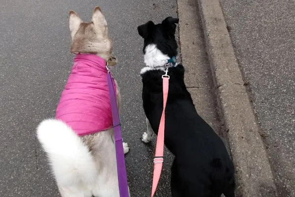 The Fairy Dogmother