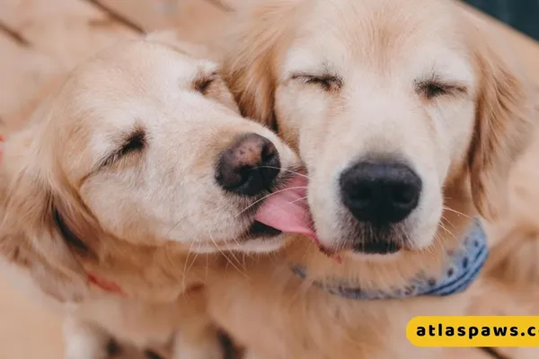 Atlas Paws Club