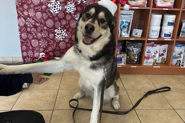 Guelph Street Animal Hospital