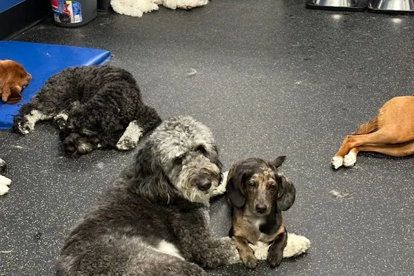 Pack of Paws