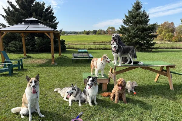 Country Canines Play Park - Halton Hills