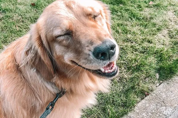 Barks & Path | Hamilton/Upper Stoney Creek Dog Walking