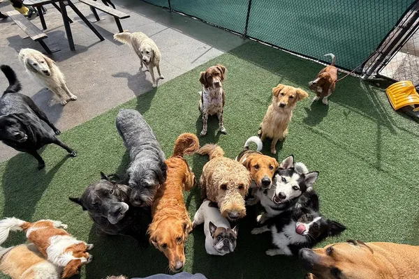 Thriving Canines