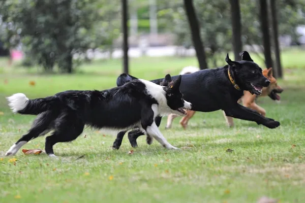 Wagtime Kennels