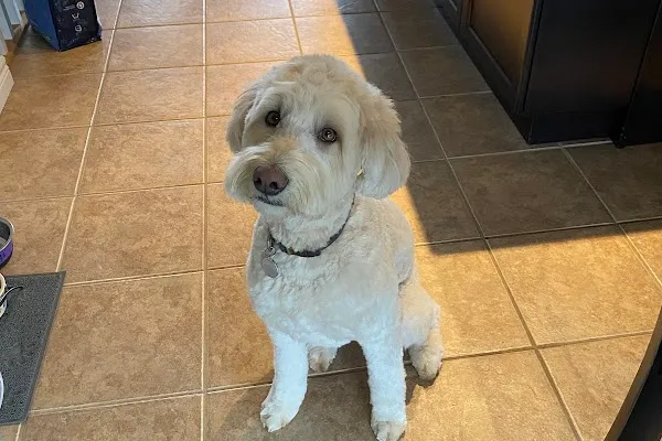 Mr Paws Grooming & Doggy Daycare
