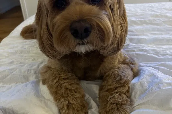 Grooming by James