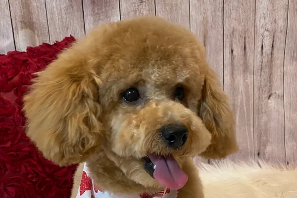 Grooming Loft Pet Salon