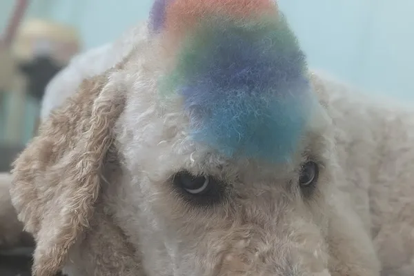 AbsoluteLee Pets