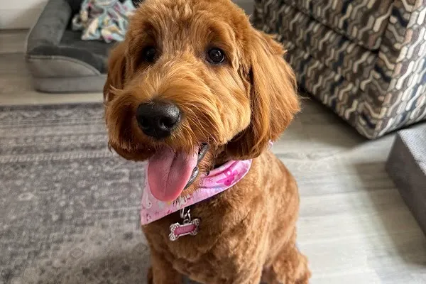 Woof Gang Bakery & Grooming Waterloo West