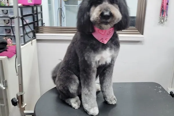 Paws & Affection Grooming Retreat
