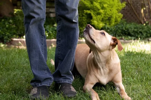 Waterloo Pet Services