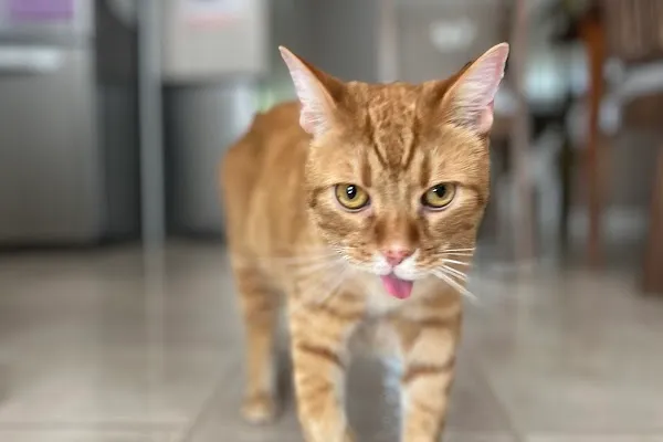 Dog Gone Walking, Home & Cat Care
