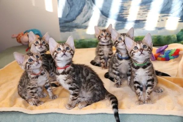 JungleBeauty Bengals
