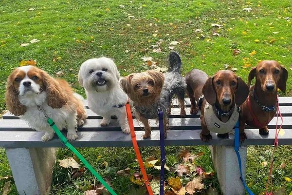 Puppy Love - Waterloo Dog Daycare and Dog Grooming