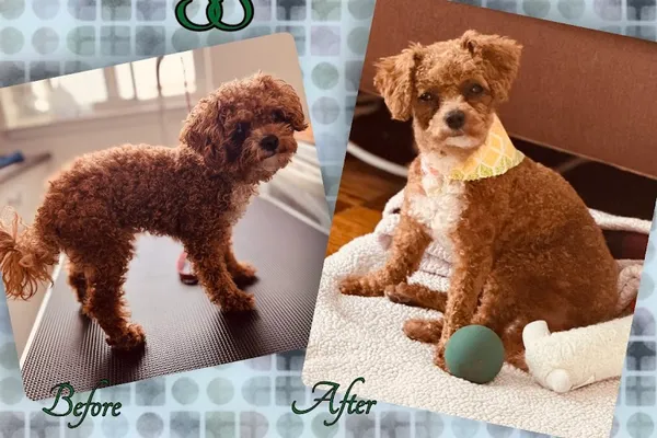 Your Place or Mine Dog Grooming