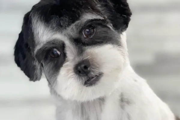 Classy K9s Dog Spaw