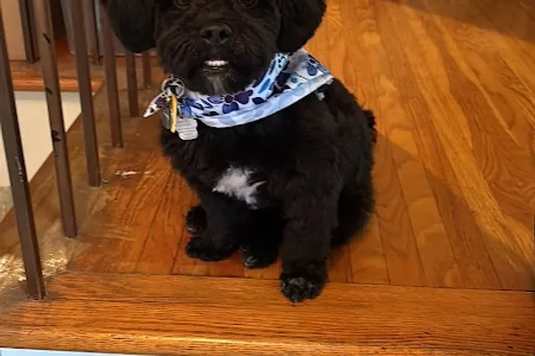 Peace of Mind Dog Grooming