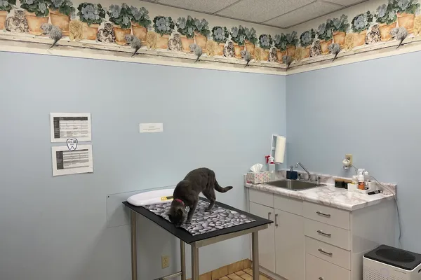 Animal Hospital Of Kitchener Waterloo