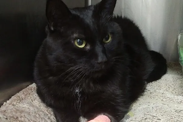 Cat Hospital Of Kitchener-Waterloo