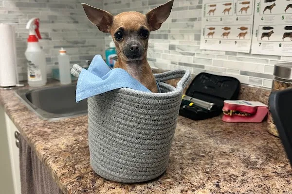 Breslau Animal Hospital