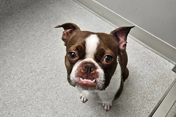 Townline Animal Hospital