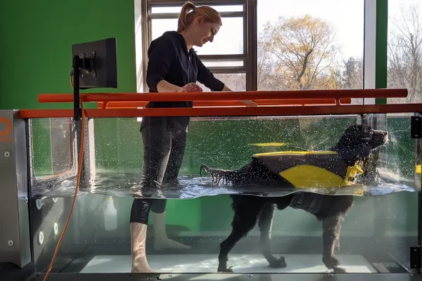 Canine Pain Relief - Rehabilitation Facility