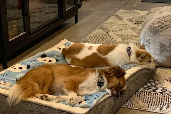 eight paws dog rescue