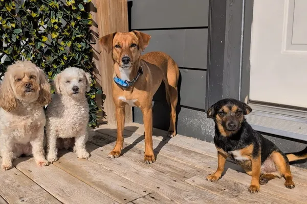 Elora Gorge Kennel Club