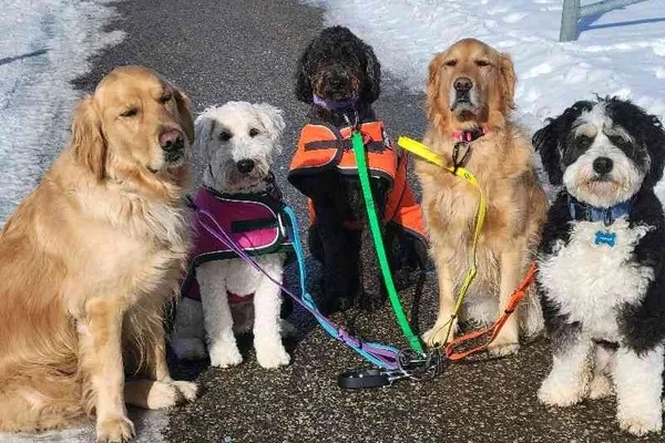Just In Time Dog Walking Services
