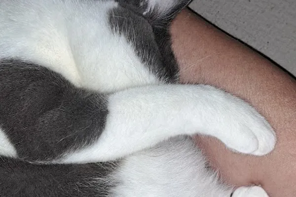 Stay at Home Kitty