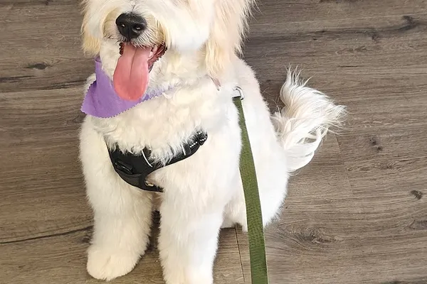 AJ Spaw - Grooming, Daycare, Dog Walking and Pet Boutique