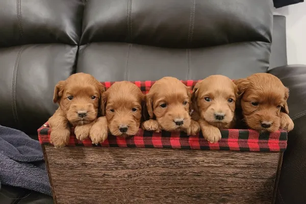 Agape Kennel