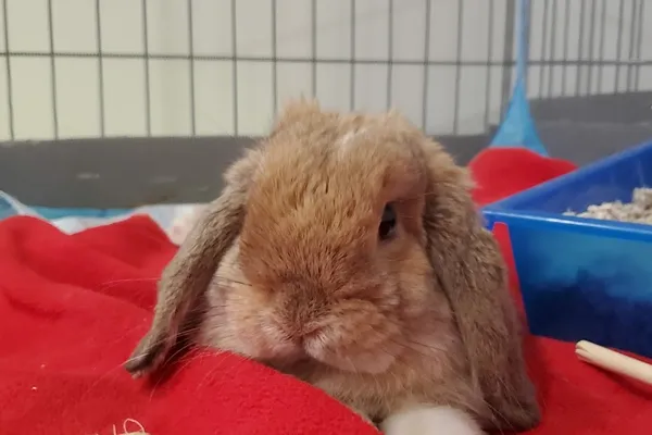 Small Animals Pet Care Services Kitchener Waterloo