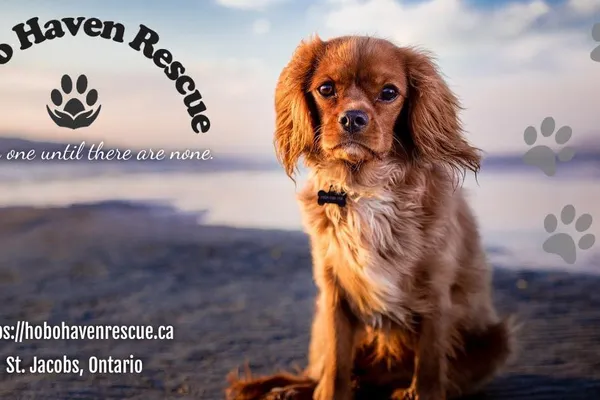 Hobo Haven Rescue
