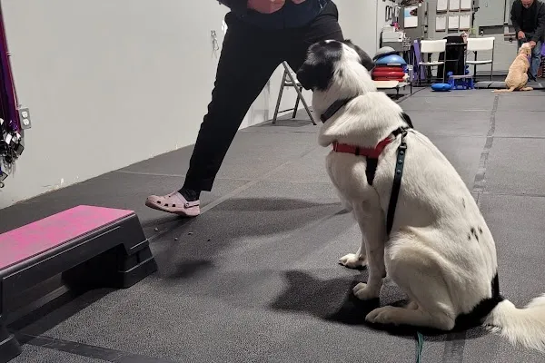 Living Better Dog Training